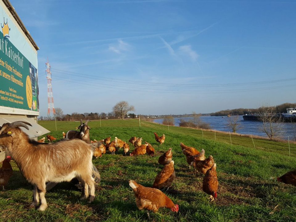 Die Hühner und Ziegen vom Gut Kaiserhof - Foto: Familie Sonnen, Gut Kaiserhof